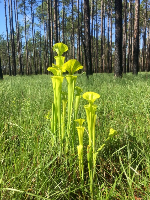 Tom told me that yellow pitcher plants (<em>Sarracenia flavaare</em>) are common throughout the Green Swamp Preserve. They are one of 14 insectivorous plants (meaning they capture and digest insects) in the Preserve. "The Green Swamp is the epicenter of insectivorous plants in North Carolina," Tom explained. The Preserve's insectivorous plants include large populations of Venus flytraps, sundew, butterworts, bladderworts, and 4 species of pitcher plants. Unlike Venus flytraps, pitcher plants do not close on their prey. Instead, they lure insects down their tubes with nectar, then digest or drown them in fluids. Photo by Tom Earnhardt