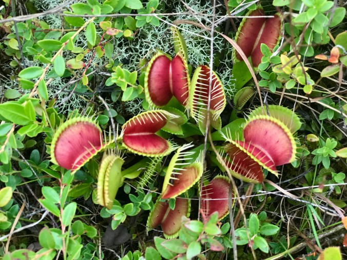 The only native habit of the Venus flytrap is the bogs, pine savannas, and similar wetlands within approximately 90 miles of Wilmington, N.C., including the Green Swamp Preserve. "There's no better place to observer Venus flytraps (Dionaea muscipula), especially when they begin to turn red, or even a deep crimson, in August and September," Tom told me.