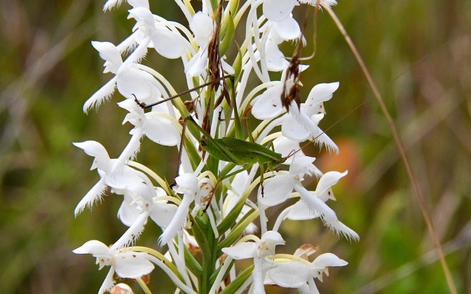 And here we see a katydid hiding out in a white fringed orchid. Photo by Tom Earnhardt
