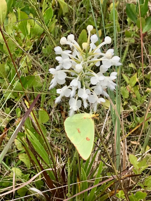 A cloudless sulfur butterfly (Phoebis sennae) on a white-fringed orchid (Platanthera blephariglottis)in the Green Swamp Preserve. Photo by Tom Earnhardt
