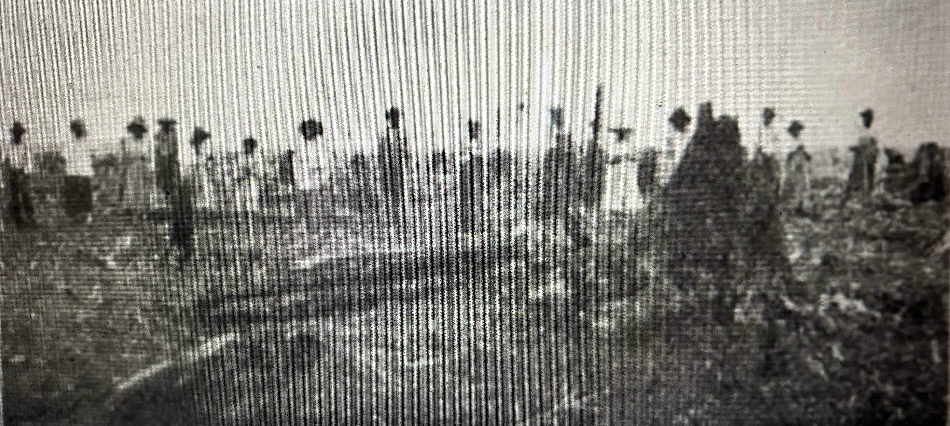 African American workers planting "stick corn" at or near Terra Ceia, ca. 1910. In July 1918, a journal called Cut-Over Lands (vol. 1, #4) described how the Wilkinson brothers used the planting of stick corn at two locales near the Pungo River– Potter Farms and Terra Ceia– as the final step in converting the swamp forest into agricultural fields.