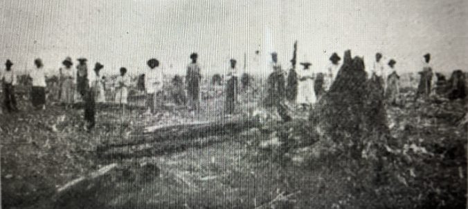 African American workers in the East Dismal, ca. 1910. They were preparing to plant "stick corn" near Wonderland. In July 1918, a journal called Cut-Over Lands (vol. 1, #4) described how the Wilkinson brothers used the planting of stick corn at Potter Farms and in Terra Ceia as the final step in converting the swamp forest into agricultural fields: "About May 1st, after the cutting [of the forest], the entire area is burned over, the fire consuming all small stuff and partially consuming the larger logs and stumps. Immediately after the burn, corn is planted among the logs and stumps by the "stuck corn" method, without plowing. The work is done chiefly by negro men and women and consists of dropping the seed in a hole made with a small stick.... Native labor (chiefly colored men and women) gather the corn in the fall and bring it to the ditch banks, from which it is carted to the cribs. After the corn is gathered, the stalks are cut down, and about May 1st of the following year-- the stalks serving as kindling-- the land is again burned over, further consuming the logs and stumps which have had a year's drying since the first burn. The consumption of the stumps is facilitated by the fact that the soil in settling after the removal of the water through the ditches, draws away from the upper portions of the roots, permitting the fire to attack them and work under the main portions of the stumps. After the removal of the second or third crop . . ., the remaining sticks and portions of logs and root snags are piled and burned."