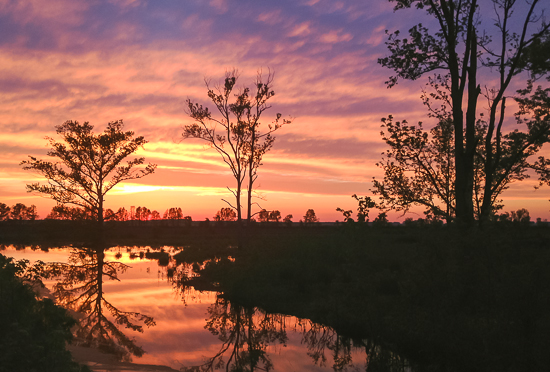 Sunset at Pungo Lake in the Pocosin Lakes National Wildlife Refuge, Washington County, N.C. By 1990, biologists judged that 97% of the East Dismal Swamp had not only been logged, but, after extensive drainage efforts and repeated burnings, converted into farmland or pine plantations. At the time of that study, the remaining 3% of the East Dismal's forests were owned by lumber companies and were being actively drained and cut. To my knowledge, none of the old growth forest at Pungo Lake survived the timber boom in the late 19th and early 20th century. However, it remains one of North Carolina's great natural treasures and serves, in my eyes, as a powerful reminder of the preciousness of the coastal wild places that we still have and how important it is to treasure them. Photo courtesy, Roads End Naturalist