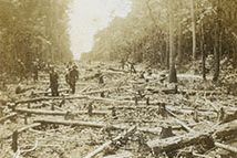 The mission of the CCC laborers at Bell Island was to create what is now known as the Swan Quarter National Refuge, a 42,000-acre wetlands that provides shelter and feeding grounds for migratory waterfowl. Their work included building fire towers, fire lanes, waterfowl impoundments, a canal, a long pier into Rose Bay, a keeper's house, fish camps, and a raised, mile-long road (we can see its path being cleared here) across the swamplands north of the camp that would connect Bell Island to the mainland. Source: Anthony Troy Elliott Photograph Collection, State Archives of North Carolina