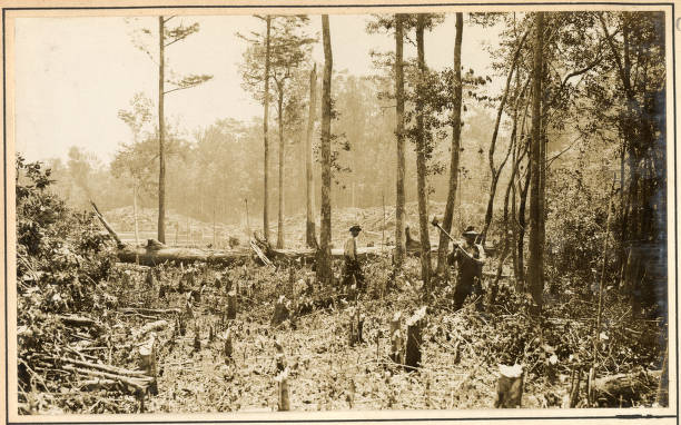To hew a straighter path for navigating the Scuppernong, the crew of the derrick barge No. 14 sometimes removed points of land that formed bends in the river. In those cases, as we can see here, they first cut down the trees on that point of land. Source: Office of History, HQ, U.S. Army Corps of Engineers