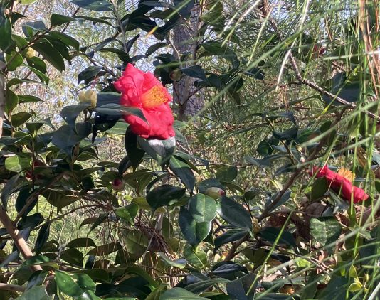 ... and a lovely camellia blooming above the graves. Photos by David Cecelski