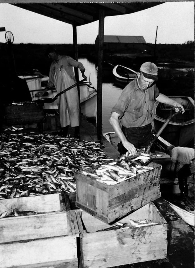 Beginning in the 1880s, the shad fishery was the driving force behind an economic boom in Stumpy Point. Between 1888 and 1914-- according to Harold Lee Wise's "History of Stumpy Point"--  the village's population nearly tripled. By the 1930s, Stumpy Point was often called "The Shad Capital of the World" and for a brief period was said to be the busiest fishing port on the North Carolina coast. This photograph is undated, but was probably taken in the 1940s. Photo courtesy, State Archives of North Carolina