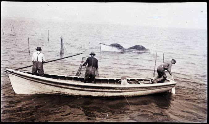 Fishermen setting out or repairing a pound net, Stumpy Point, N.C.. 1925. In 1888 fishermen were largely using gill nets to harvest shad on Pamlico Sound, though a few haul seines were still around too. That changed in the 1890s, with the introduction of pound nets, which came to dominate the fishery in the first half of the 20th century. From the Ben Dixon MacNeill Photographic Collection, North Carolina Collection, UNC-Chapel Hill