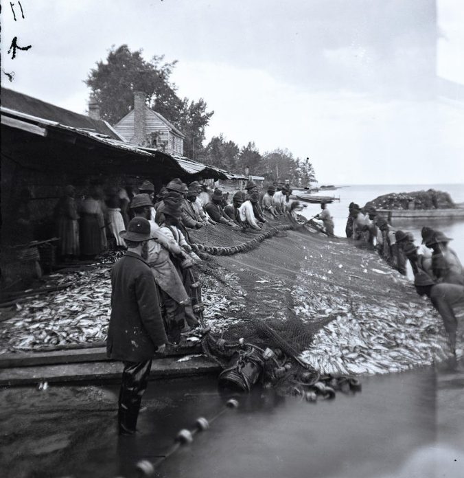 I was not able to locate a photograph of the Croatan Fishery. However, this is the Avoca seine fishery on Albemarle Sound, in Bertie County, in 1877, and from everything I have seen, they would have been of roughly the same size and character. Photo courtesy, Smithsonian Institution
