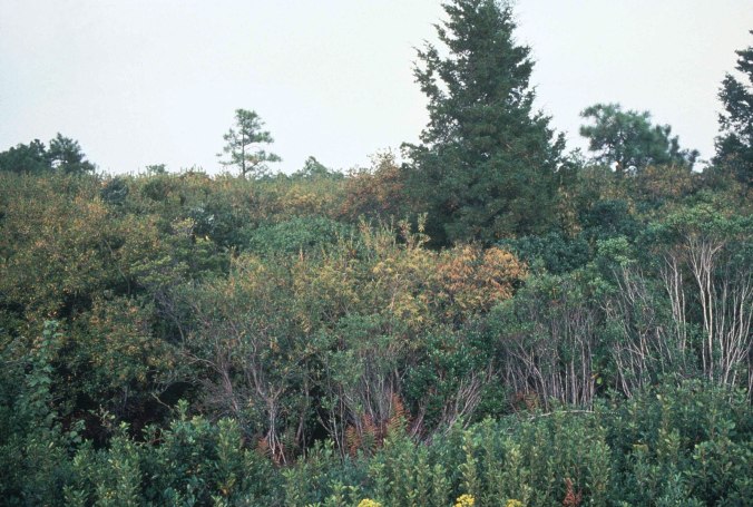 A pocosin wetland on the North Carolina coast, probably a little west of Stumpy Point in either the Alligator River National Wildlife Refuge or the Pocosin Lakes National Wildlife Refuge. Courtesy, U.S. Fish and Wildlife Service