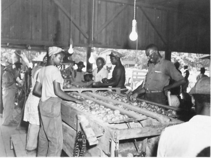 Grading potatoes in Aurora, N.C., June 1947. Courtesy, State Archives of North Carolina