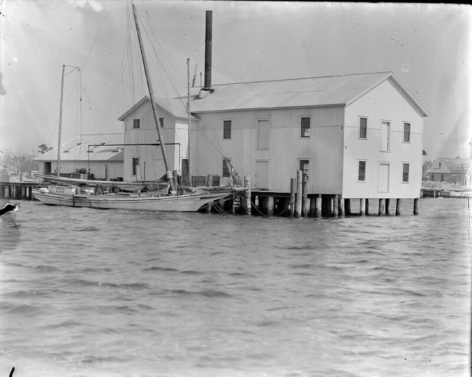 An oyster shucking house in Belhaven, N.C., ca. 1900. From the H.H. Brimley Collection, State Archives of North Carolina