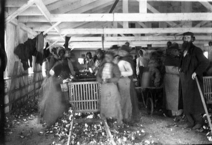 Though badly out of focus, this photograph still gives us a unique view of Thomas Duncan's oyster cannery ca. 1900-1910-- this time featuring a foreman and a few of the company's many African American workers. Courtesy, H.H. Brimley Collection, State Archives of North Carolina