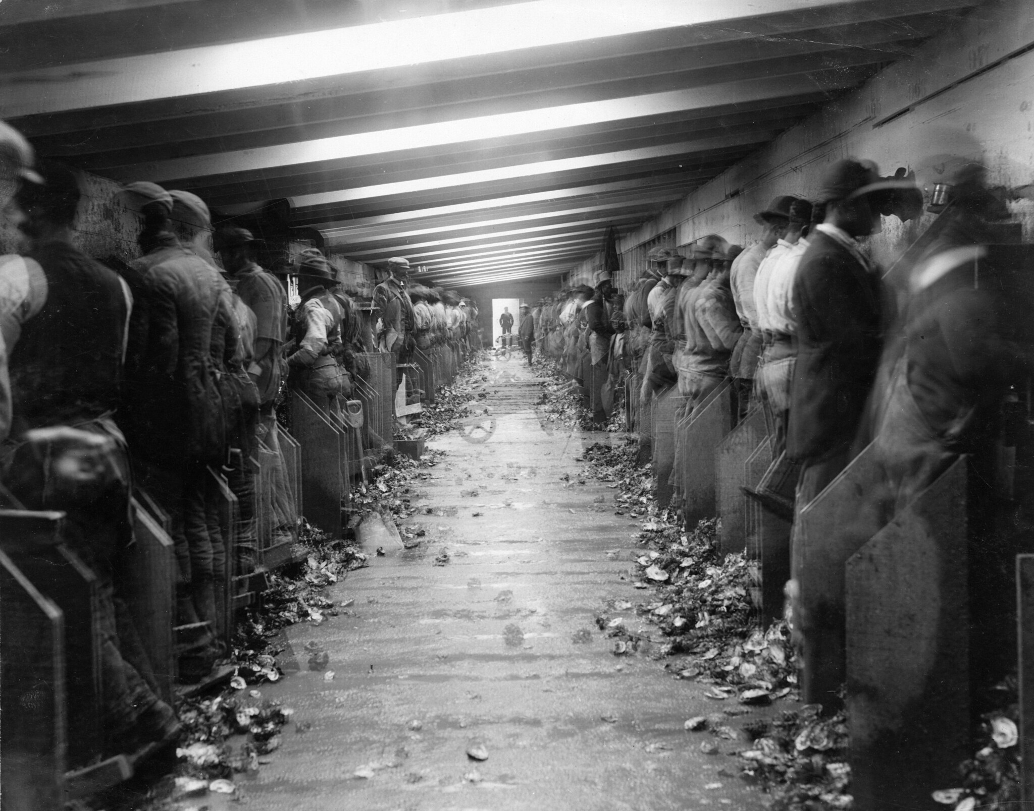 The Thomas Duncan oyster cannery in Beaufort, N.C., ca. 1900-1910. Duncan employed legions of African American shuckers, but also recruited large numbers of "Bohemian" immigrants-- Czechs, Poles, and other Central and Eastern Europeans-- to work at his cannery. Courtesy, H.H. Brimley Collection, State Archives of North Carolina