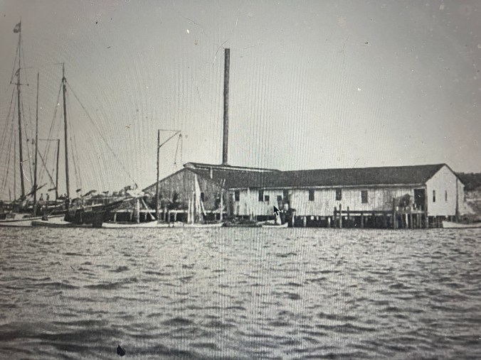 An oyster cannery in Beaufort, N.C., ca. 1900. From Caswell Graves, Investigations for the Promotion of the Oyster Industry in North Carolina (Washington DC: GPO, 1904)
