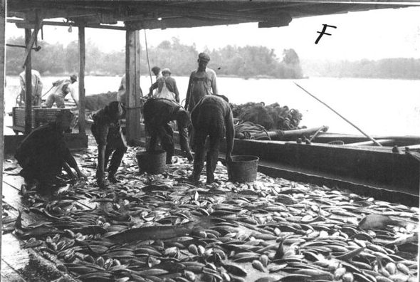 While he leased the two fisheries, W. A. Griffin modernized them in several ways. Most notably, he extended electricity-- probably from a Delco generator-- to the riverbank so that he could install a fish scaling machine in the fishery's pack house and a conveyor belt to carry catches from the wharf to the pack house. See esp. the Raleigh <em>News &amp; Observer</em>, 5 May 1929 and <em>The Daily Review </em>(Morgan City, La.), 4 Mar. 1933. Those innovations do not seem to have lasted, however.  By the time these photographs were taken, the fishery once again looked little different than it had in the 19th century. The only differences I can see are the drums that helped to haul in the seines and the gasoline-powered boat that was used to tow the seine boats. Photo courtesy, State Archives of North Carolina