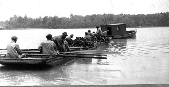 Herring fishermen, Roanoke River, Plymouth, N.C., May 1939. Roy Hampton's father, W. R. Hampton, first established the Kitty Hawk and Slade fisheries in or about 1872. The spot on the Roanoke had been the site of a seine fishery far longer however. The previous owners included the Armisteads, large slaveholders that had large local fisheries since the 18th century.  In addition to his Plymouth fisheries, W. R. Hampton owned two other herring fisheries, a sizable amount of farmland, a shingling business, and a pair of general mercantile stores in Plymouth and Darden. (See esp. the <em>Scotland Neck Commonwealth</em>, 29 March 1894.) Photo courtesy, State Archives of North Carolina