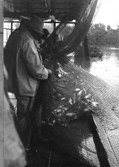 Roanoke River, Plymouth, N.C., May 1939. These fishermen are working in the shadow of the N. C. Pulp Co.'s new mill. Just a little upriver of them, the company's workers moved logs through special saws, reducing them into wood chips and boiling the chips in a bath of sodium sulfate. They then filtered the chips, reducing them into a gooey paste that, if making kraft or fiber board, was bleached and turned into paper products. To an important degree, the company's arrival was also a landmark event in the history of tree farming on the North Carolina coast. Earlier timber companies had largely "cut and run," but by 1940, the N. C. Pulp Co. had ordered more than 100,000 pine seedlings for planting in four largely deforested coastal counties. Photo courtesy, State Archives of North Carolina