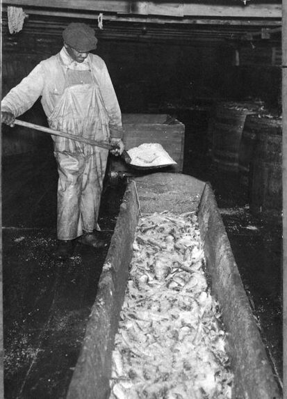 Salting herring, Roanoke River, May 1939. For more on the historic use of salt in the region's herring fisheries, see my story "Salt" from 2018. That story is part of a 13-part series called "Herring Week" that focuses on the history of the herring fisheries east of Plymouth, on the Albemarle Sound, between roughly 1880 and 1910. Photo courtesy, State Archives of North Carolina 