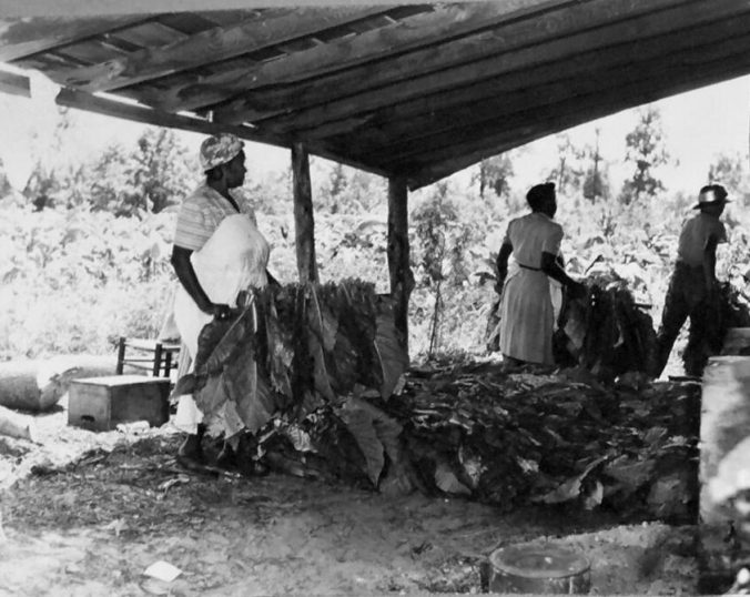 Braswell plantation, Battleboro, N.C., August 1944.  Courtesy, State Archives of North Carolina