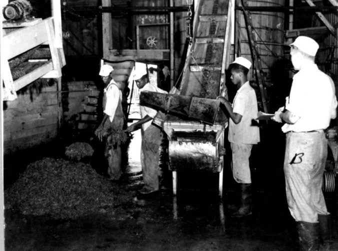 nside the factory, the last stages of processing the seaweed into agar involved shaving the ice blocks made from the agar broth, spreading the shaved ice on trays, and blasting them with hot air until they were dry sheets of agar. Photo courtesy, State Archives of North Carolina