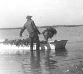 A fisherman "mossing" in the vicinity of Pivers Island, August 1944. Photo courtesy, State Archives of North Carolina
