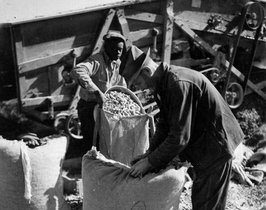Near Edenton, N.C., 1941. Photo courtesy, State Archives of North Carolina