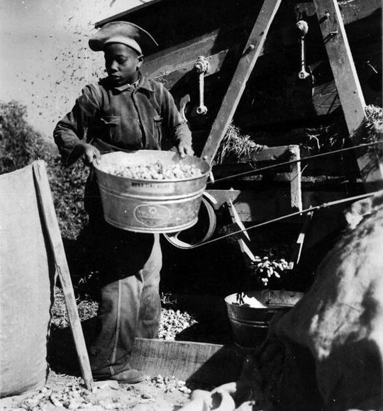 Near Edenton, N.C., 1941. Photo courtesy, State Archives of North Carolina