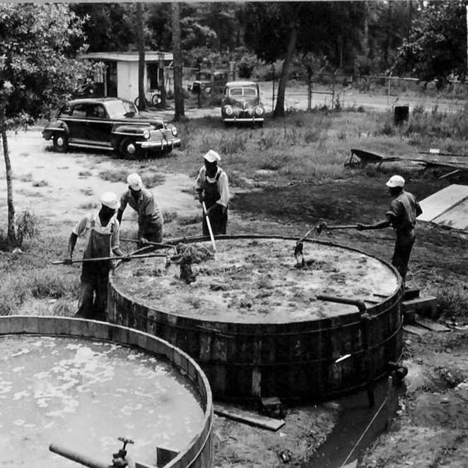 Workers bathed the seaweed in hot water inside large wooden tanks to remove the salts and pigments. Beaufort, N.C., August 1944. Photo courtesy, State Archives of North Carolina