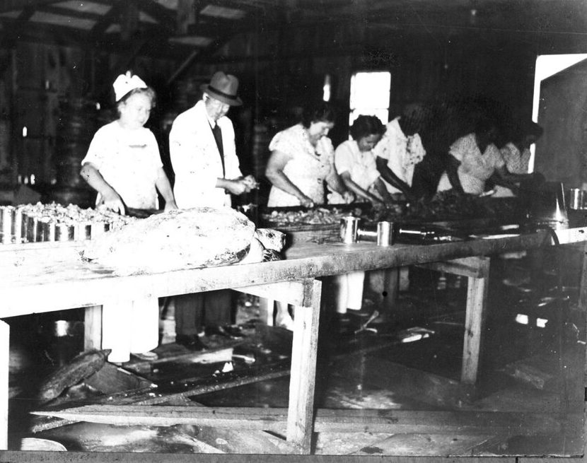 Canning sea turtles, Marshallberg, N.C., 1938. Courtesy, State Archives of North Carolina