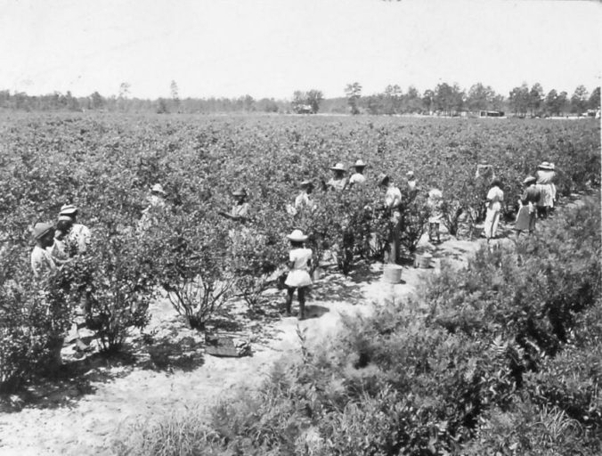 African American workers harvesting blueberries at a large farm near Burgaw, N.C., June 1947. Courtesy, State Archives of North Carolina