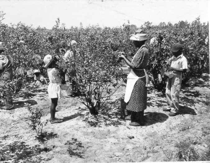A woman and her children harvesting blueberries at blueberry farm  near Burgaw, N.C., June 1947.  Courtesy, State Archives of North Carolina