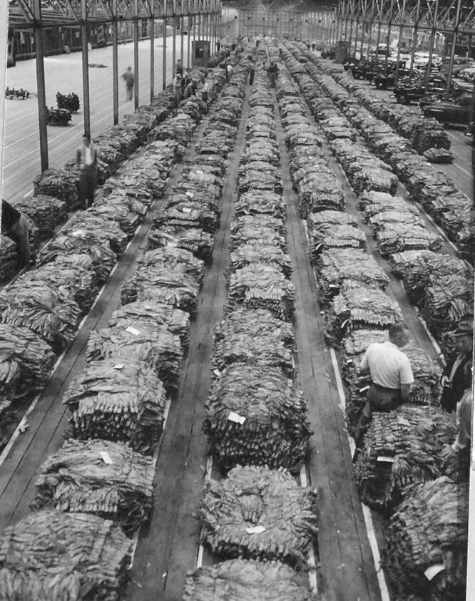 Tobacco auction house, Wilson, N.C., 1951. Courtesy, State Archives of North Carolina