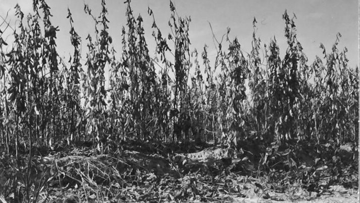 Edgecombe County, N.C., 1942. Photo courtesy, State Archives of North Carolina