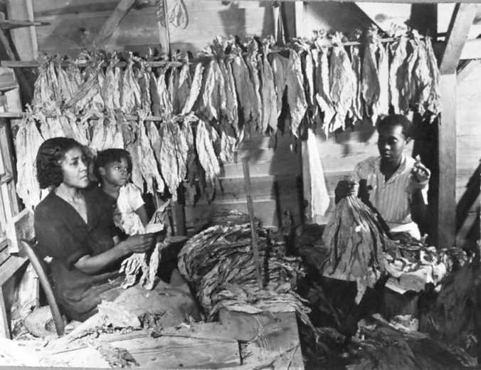 Tying tobacco on one of the Braswell family's tenant farms, Battleboro, N.C., August 1944. Courtesy, State Archives of North Carolina