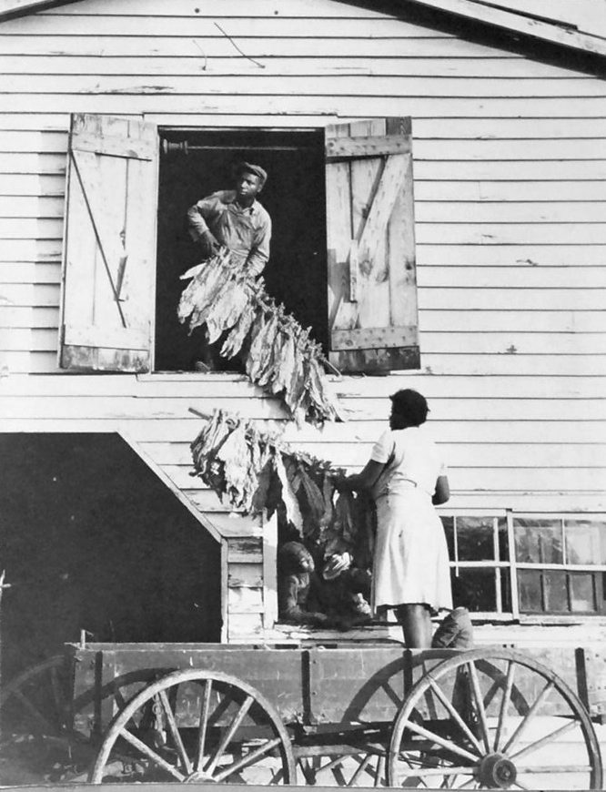 Barning tobacco on one of the Braswell Plantation's many tenant farms in Battleboro, N.C., August 1944. Courtesy, State Archives of North Carolina