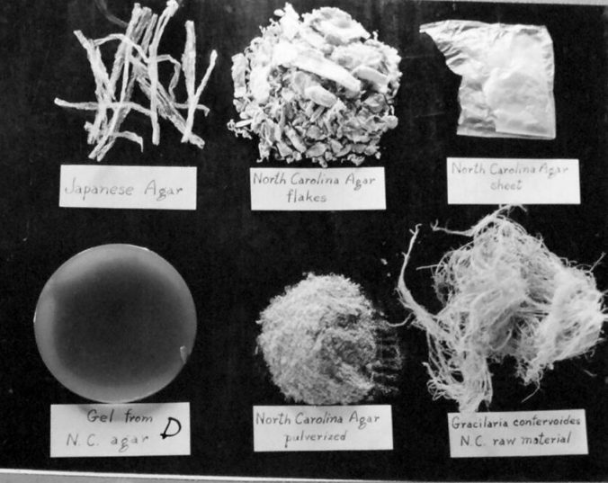 A display of different kinds of agar and of agar at different stages of processing. The display was located at the agar factory's lab in Beaufort, N.C. Photo courtesy, State Archives of North Carolina