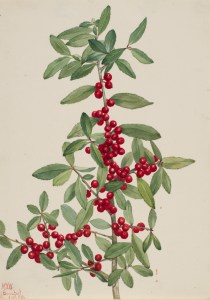 Yaupon (Ilex vomitoria). Painting by Mary Vaux Walcott (1926), Smithsonian American Art Museum