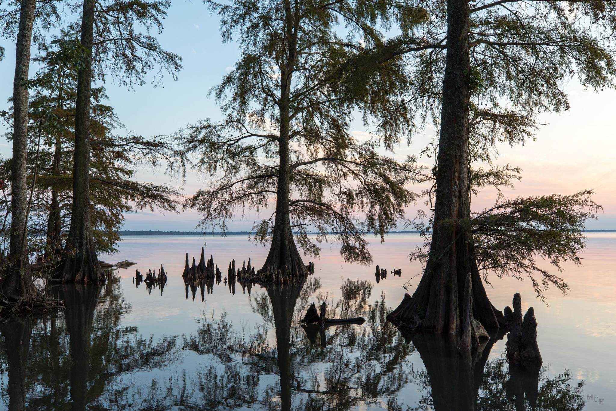View of bald cypress trees along the shore of Lake Phelps, Washington County, N.C. Photo courtesy, Pettigrew State Park