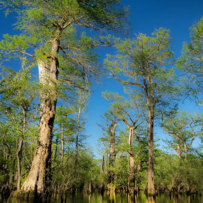 The ancient bald cypress of the Black River are some of the last old growth forest in Sampson County and are believed to be among the oldest wetlands trees on Earth. The oldest are more than 2,500 years old. Photo courtesy, The Guardian