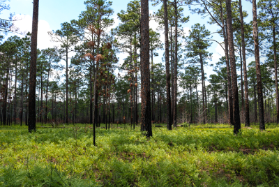 Even as late as the summer of 1940, the N.C. Division of Conservation and Development issued 246 permits to blueberry pickers in the state-owned Bladen Lakes Resettlement Area (now called the Bladen Lakes State Forest) in Bladen County, N.C. The permits were free, but required a pledge to be careful about forest fires. (Salisbury Post, 25 June 1940) Photo courtesy, ArcGIS StoryMaps