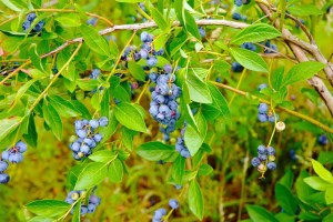 Wild highbush blueberries can grow to a height of 15 feet and are known for their large, sweet berries that, in southeast N.C., are ripe in May and June. Photo courtesy, The Plant Native