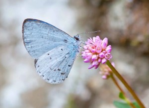 The wild blueberry bushes of southeast N.C. are an important food source for migratory birds, as well as a host plant for the spring azure caterpillars that turn into lovely butterflies like this. Photo courtesy, The Plant Native
