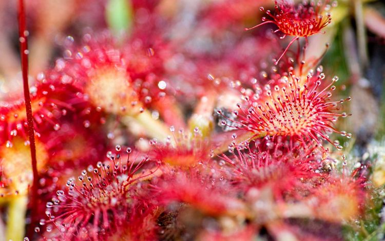 Carolina bays are known for their rich biodiversity, including a stunning array of wild orchids and insectivorous plants such as Venus fly-traps, pitcher plants, and the tiny sundews seen here.  This photograph was taken near Shaken Creek in Pender County, N.C. The sundews, only about an inch in size, catch insects in their sticky tentacles. Photograph by Christian Ziegler. Courtesy, <a href="https://www.nature.org/en-us/about-us/where-we-work/united-states/north-carolina/stories-in-north-carolina/pitcher-venus-flytrap-carnivorous-plants/">The Nature Conservancy</a>