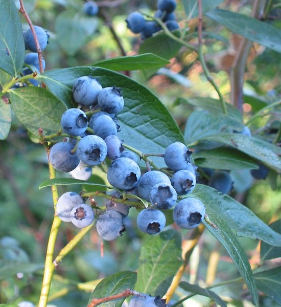 High bush blueberries (Vaccinium corymbosum). Courtesy, Wikipedia