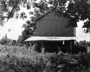 Tobacco barn on the Braswell Plantation, Battleboro, N.C., August 1944. Courtesy, State Archives of North Carolina
