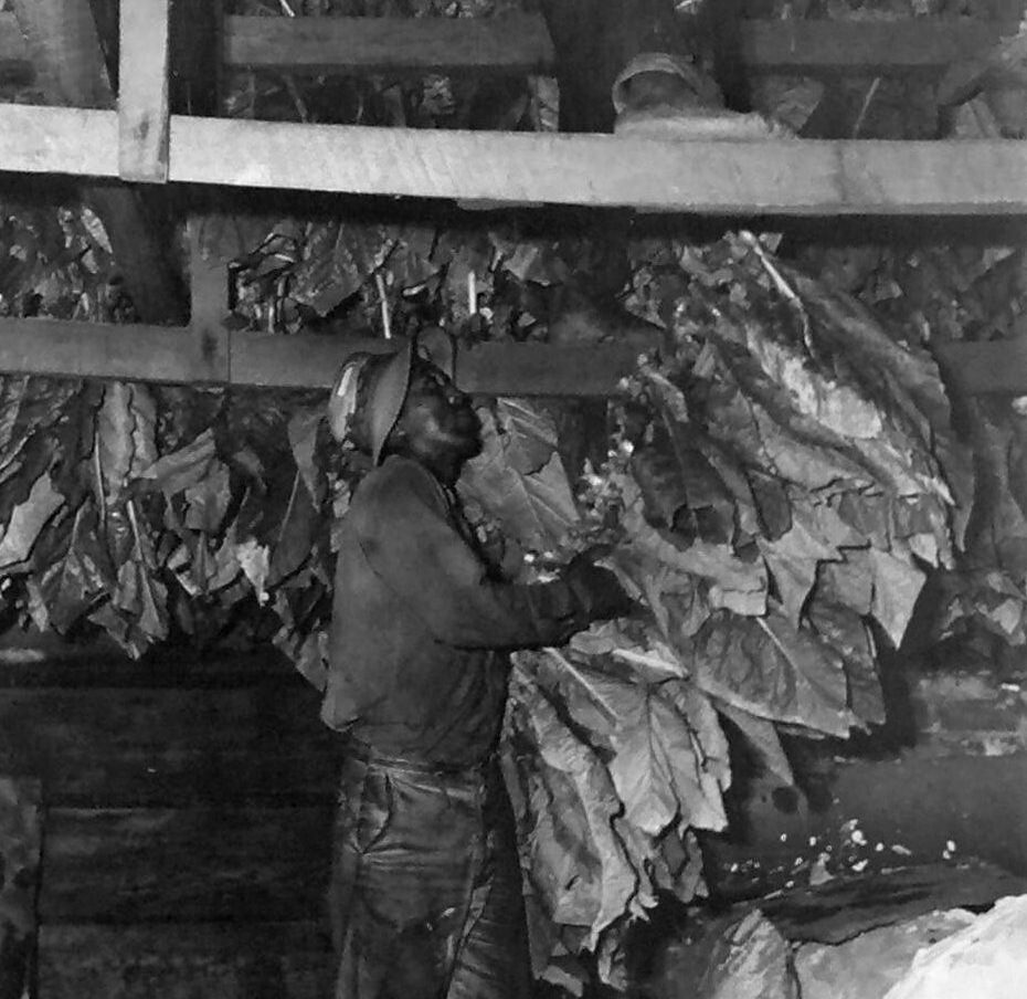 Barning tobacco, Braswell Plantation tenant farm, August 1944. Courtesy, State Archives of North Carolina