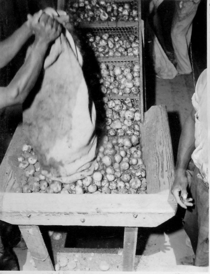 A scene from a potato packing house in Aurora, N.C., 1947. Courtesy, State Archives of North Carolina