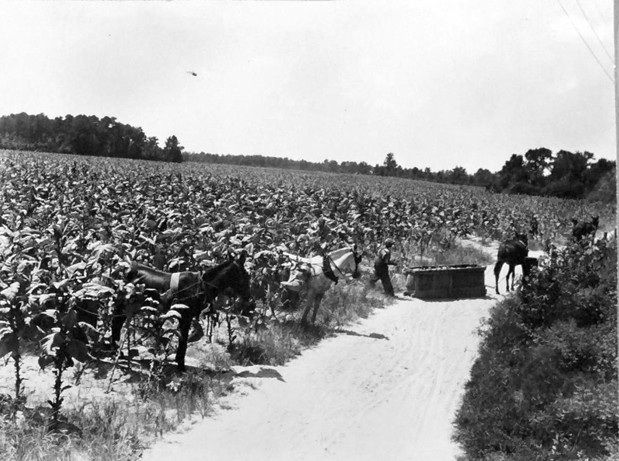One of the many tobacco fields on the Braswell Plantation, Battleboro, N.C., August 1944. Courtesy, State Archives of North Carolina