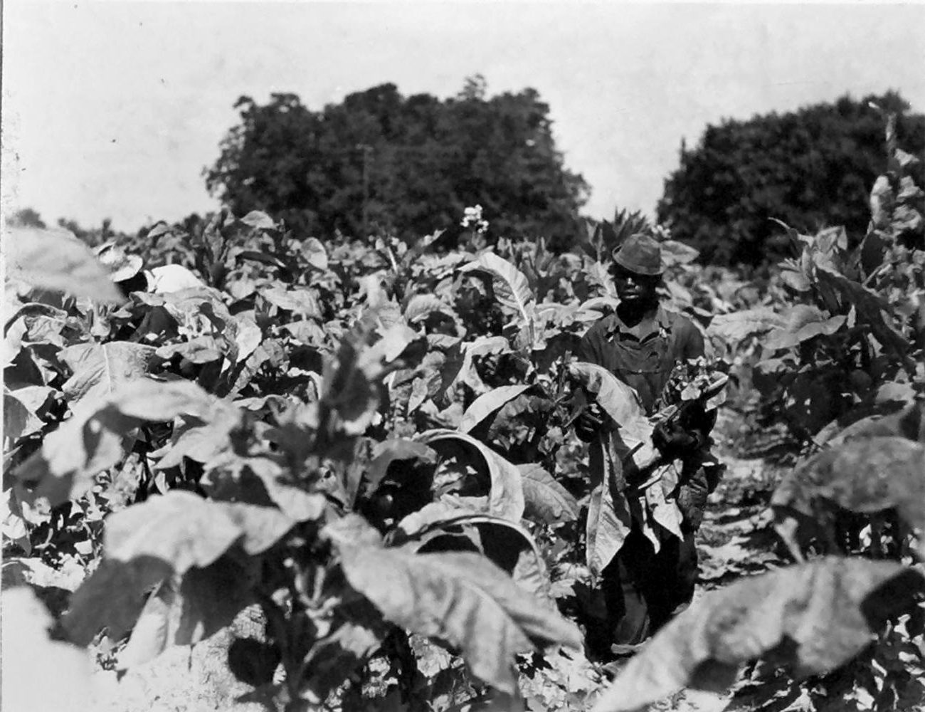 Cropping tobacco, Hillside farm, Battleboro, N.C., 1944. Courtesy, State Archives of North Carolina